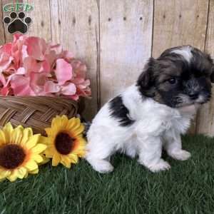 Chevelle, Shih-Poo Puppy